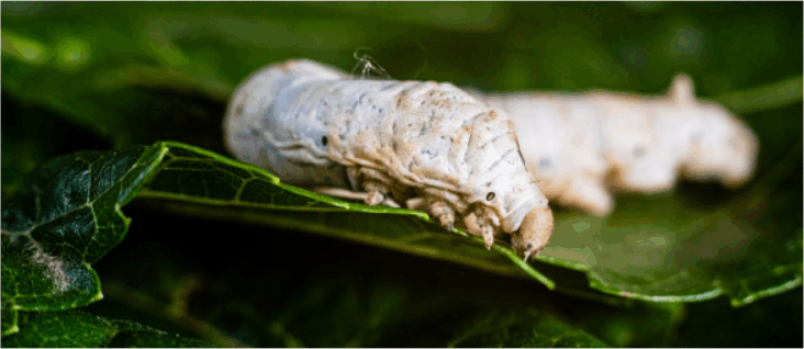 Ulat sutra merupakan serangga yang banyak ditemukan di daerah